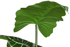 PLANTA PE 100X100X195 ANTHURIUM REGALE VERDE - Imagen 3