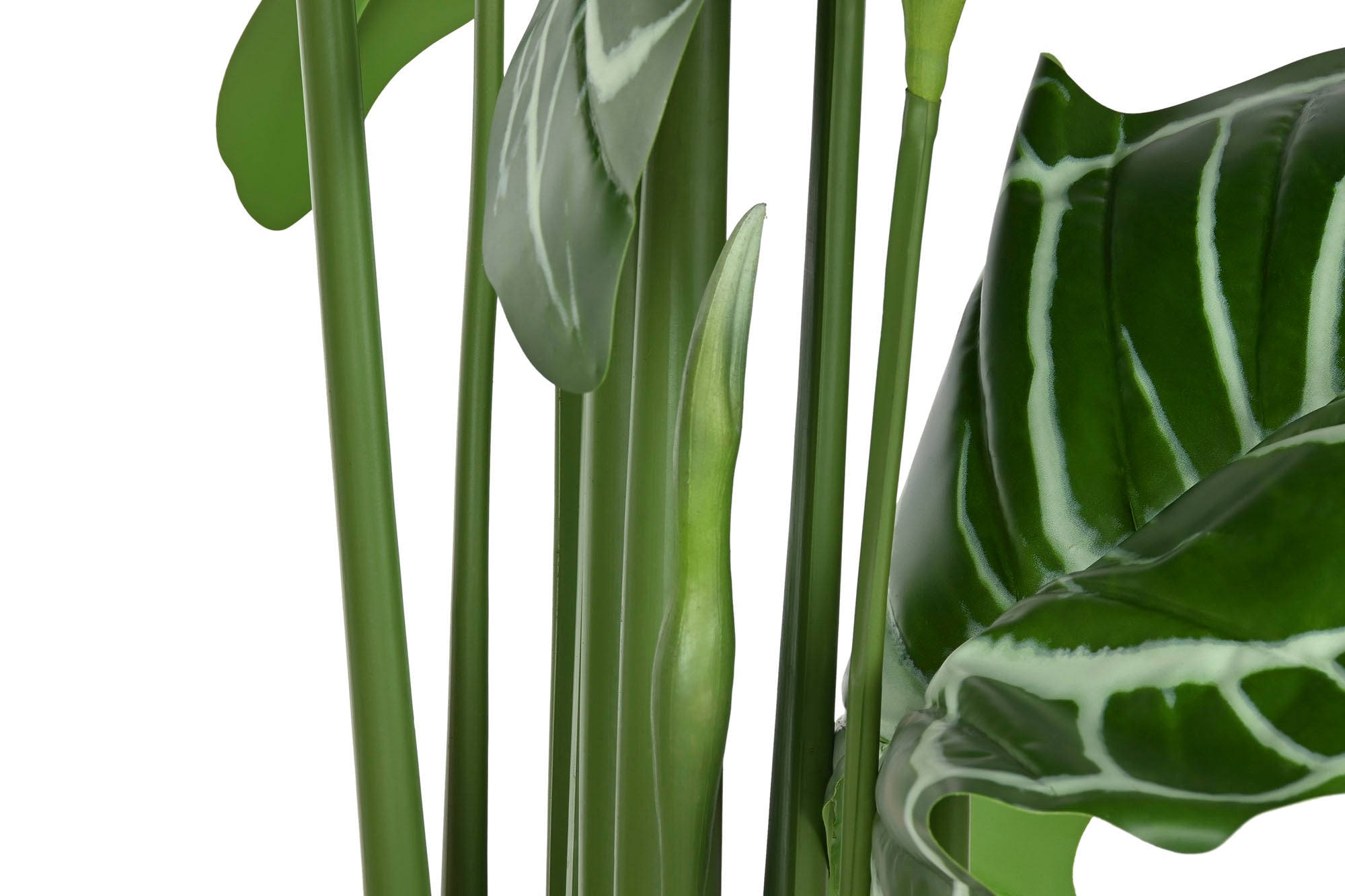 PLANTA PE 100X100X195 ANTHURIUM REGALE VERDE - Imagen 5