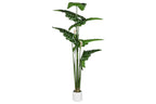 PLANTA PE 100X100X195 ANTHURIUM REGALE VERDE - Imagen 1