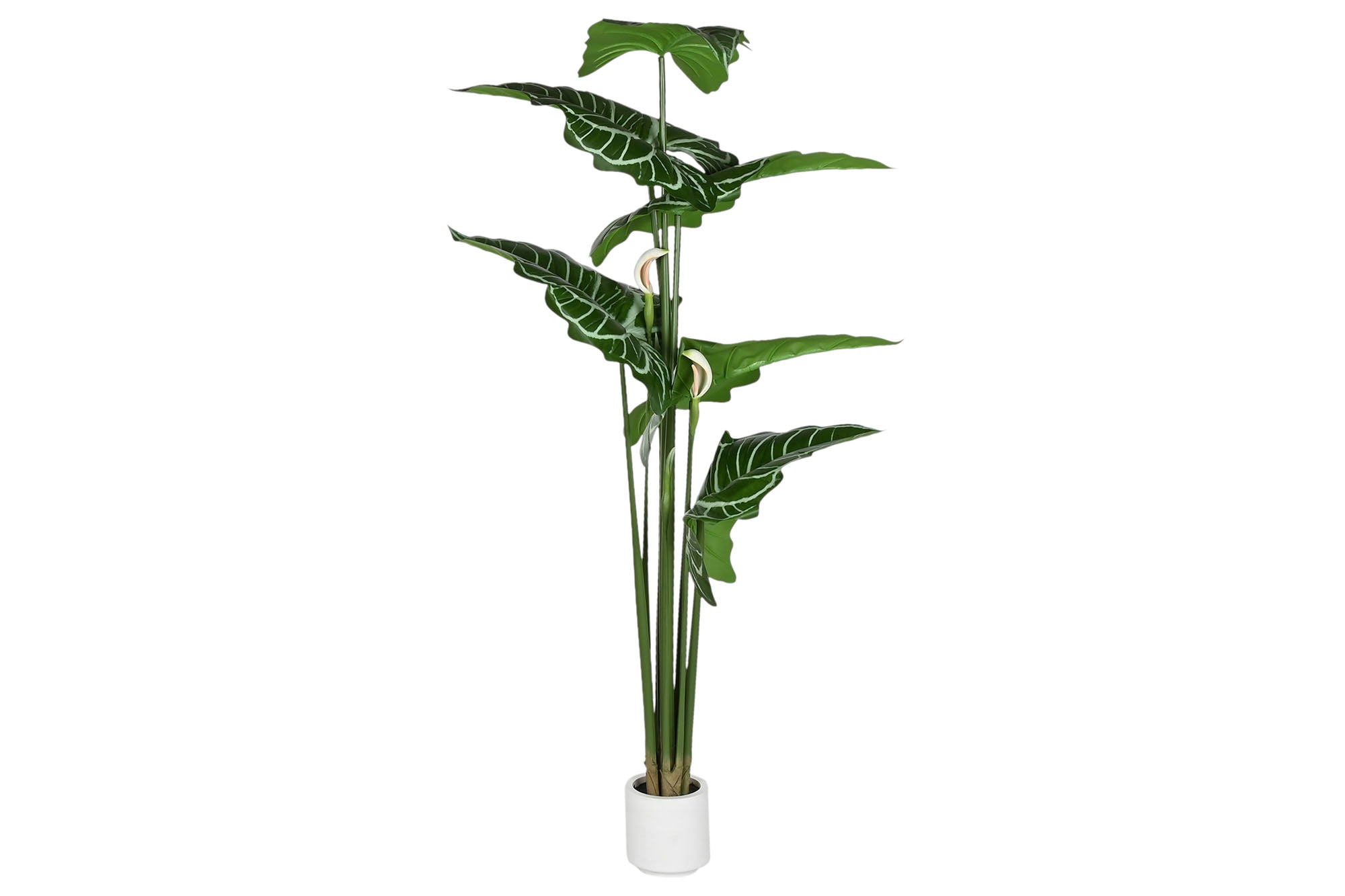 PLANTA PE 100X100X195 ANTHURIUM REGALE VERDE - Imagen 1