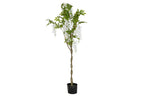 ARBOL PE POLIESTER 50X50X160 CERCIS CHINENSIS - Imagen 1