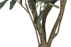 ARBOL PE 42X45X150 OLIVO VERDE - Imagen 4