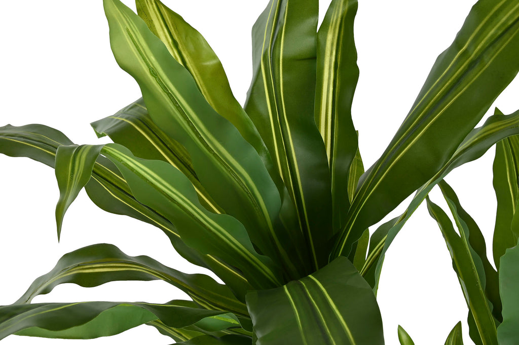 PLANTA PE PP 70X70X160 DRACENA VERDE - Imagen 2