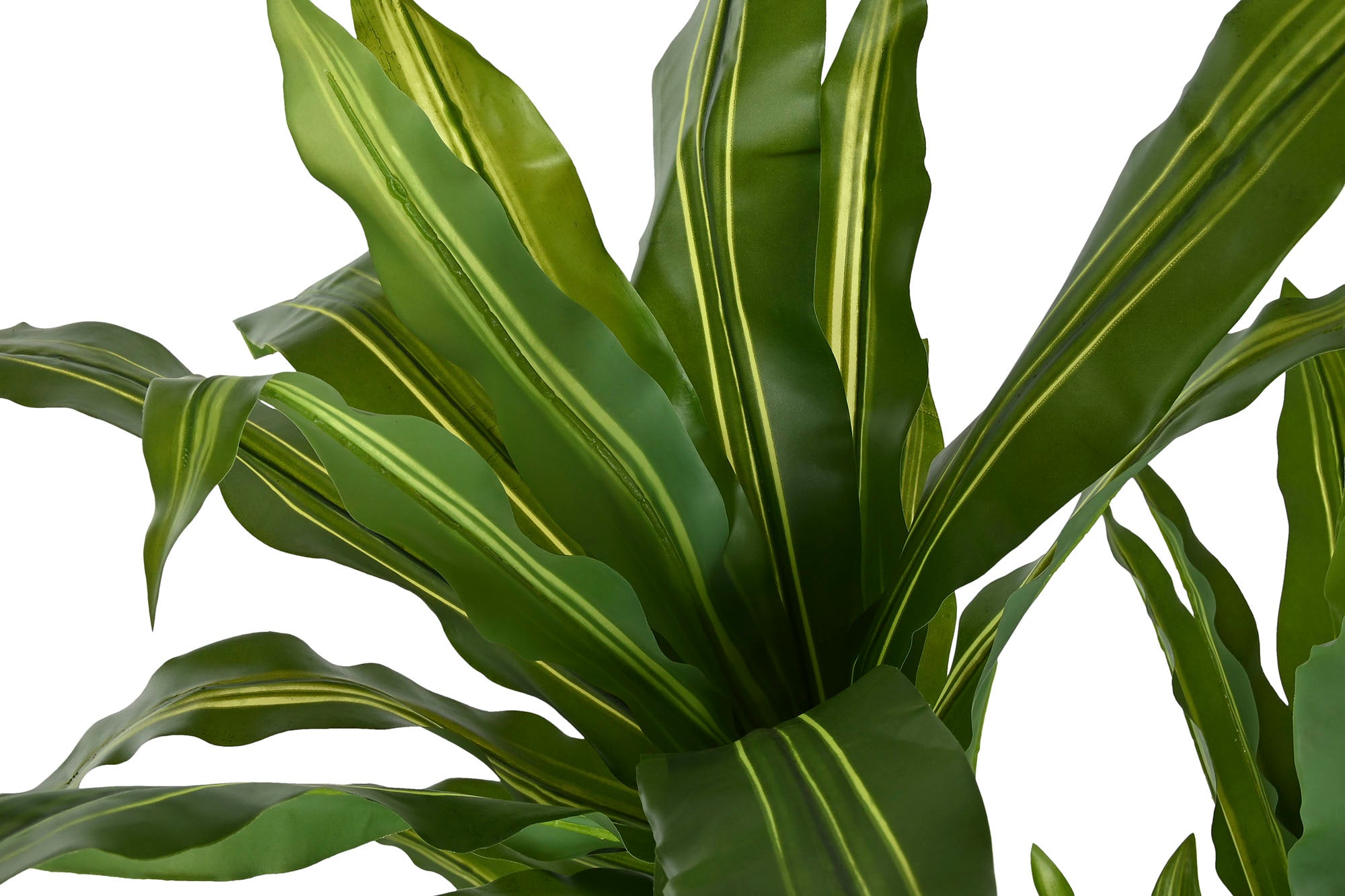 PLANTA PE PP 70X70X160 DRACENA VERDE - Imagen 2