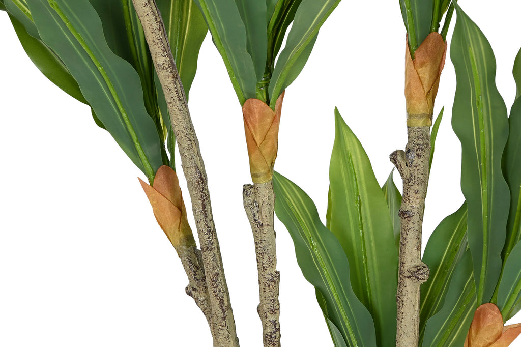 PLANTA PE PP 70X70X160 DRACENA VERDE - Imagen 3