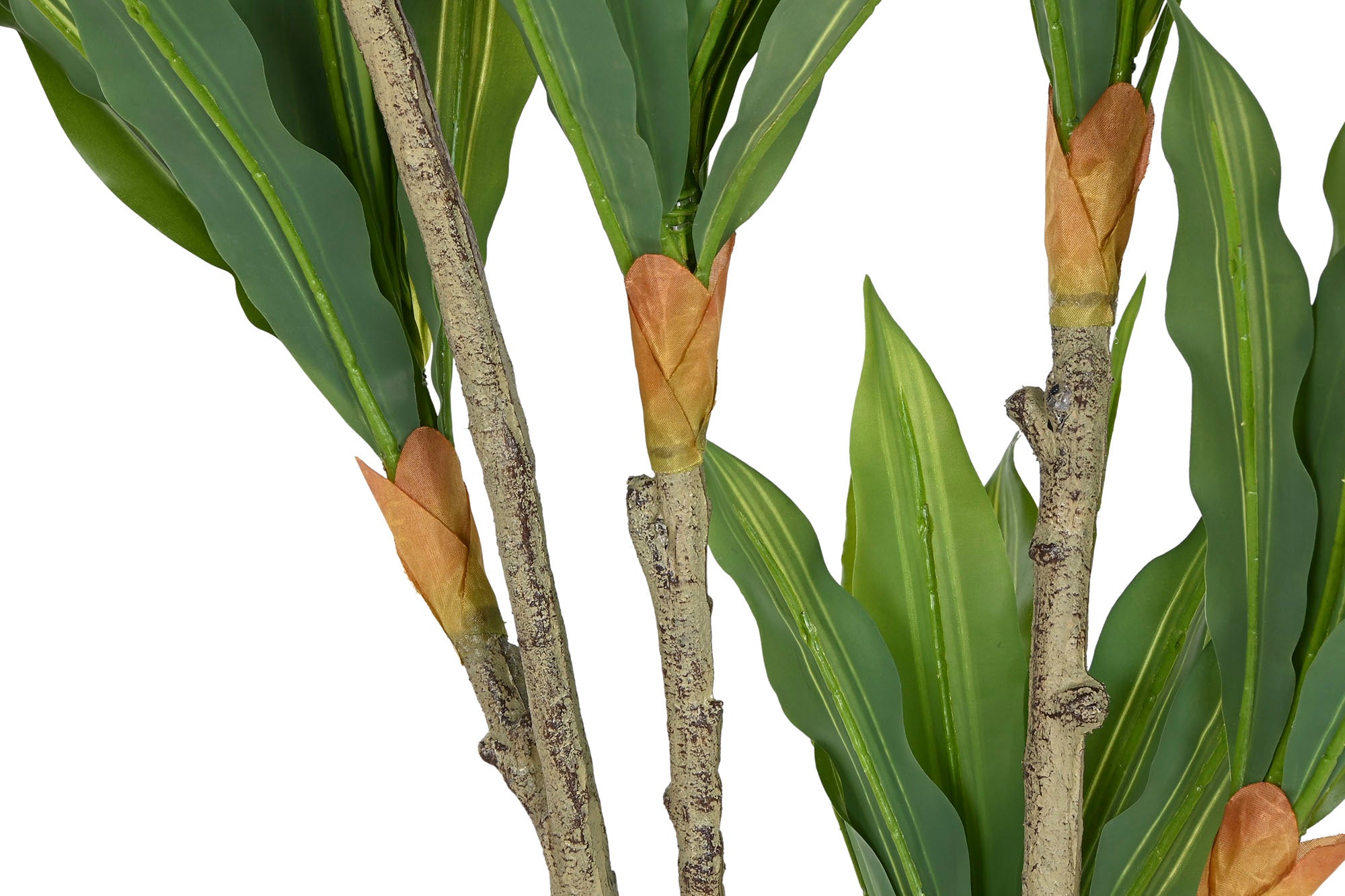 PLANTA PE PP 70X70X160 DRACENA VERDE - Imagen 3