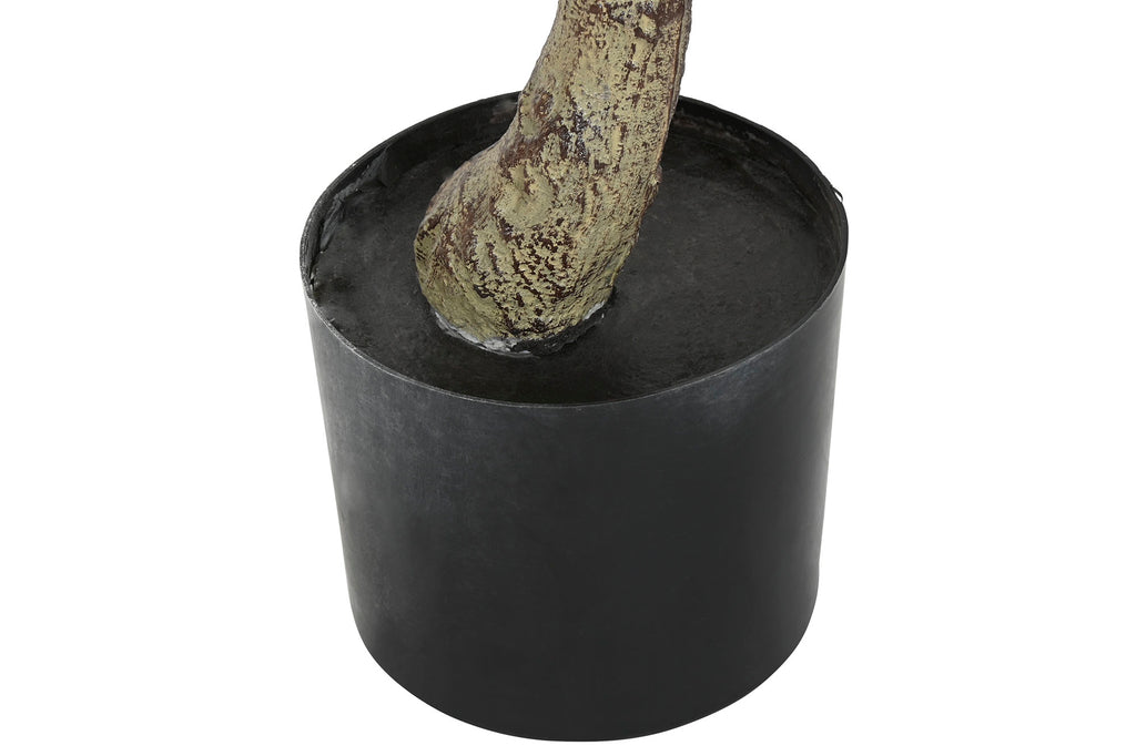 PLANTA PE PP 70X70X160 DRACENA VERDE - Imagen 4