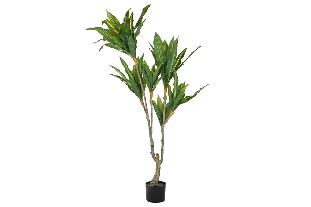 PLANTA PE PP 70X70X160 DRACENA VERDE - Imagen 1