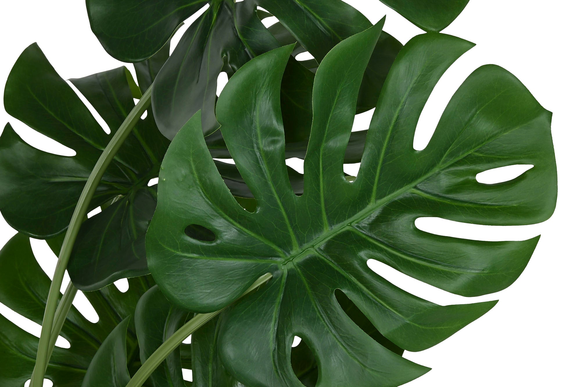 PLANTA PE PP 90X80X130 MONSTERA VERDE - Imagen 2