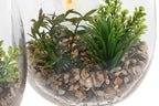 PACK DE 2 PLANTA PVC CRISTAL 15X15X25 ORQUIDEA 2 SURT.