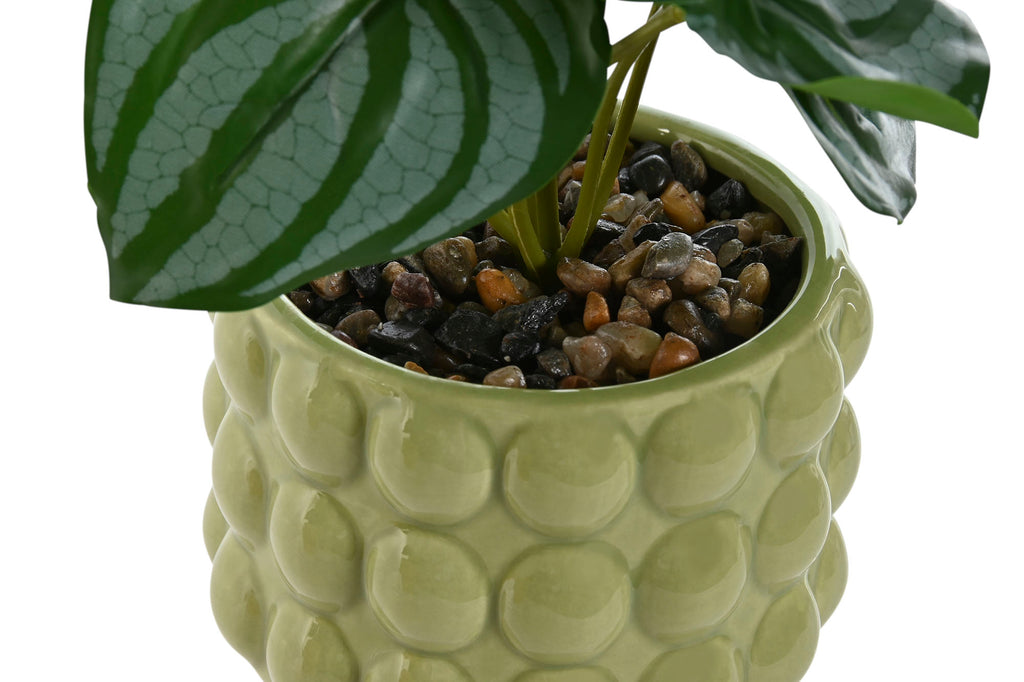 PACK DE 6 PLANTA DOLOMITE PE 9X9X19 2 SURT.