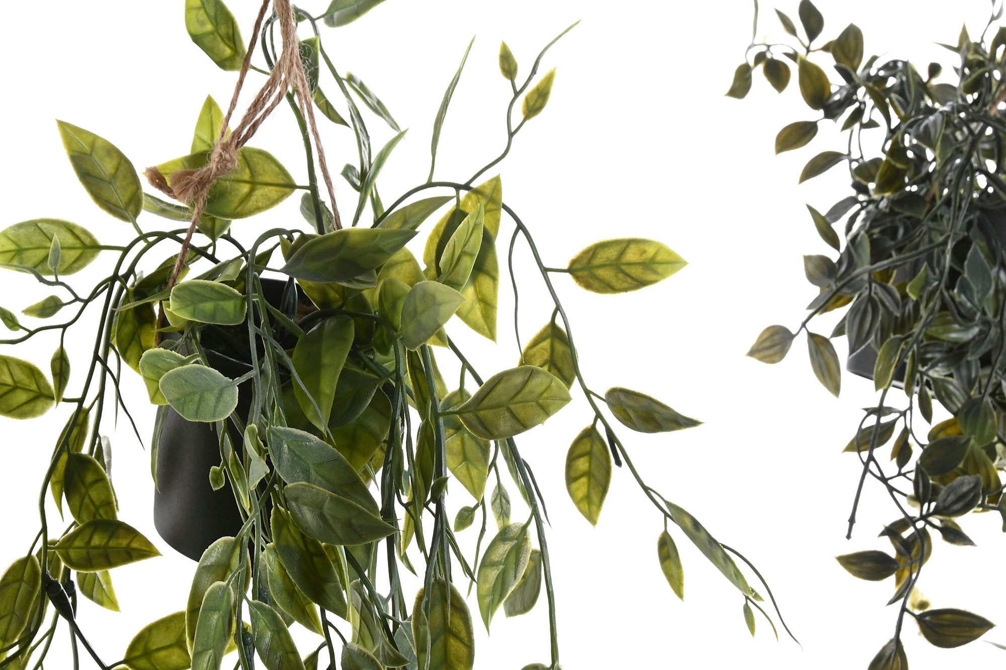 PACK DE 12 PLANTA PE 20X20X50 2 SURT.