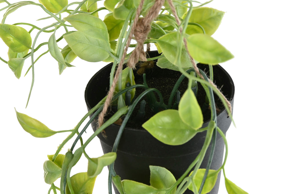 PLANTA PE 30X30X65 COLGANTE 2 SURT. - Imagen 4