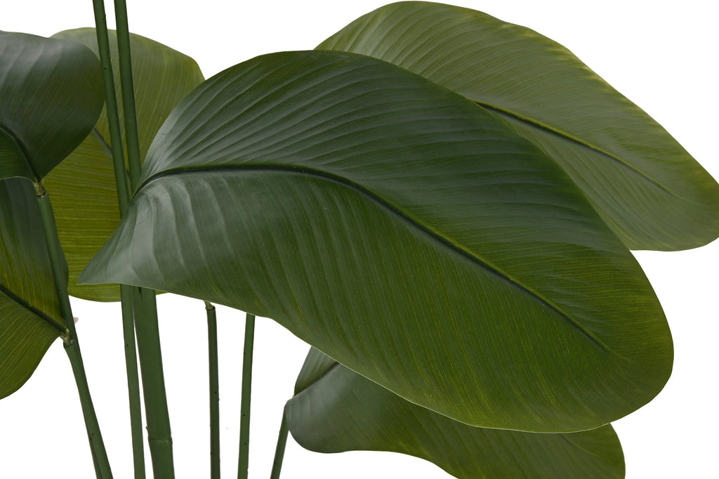 PACK DE 2 PLANTA PE 50X50X160 MARANTA VERDE