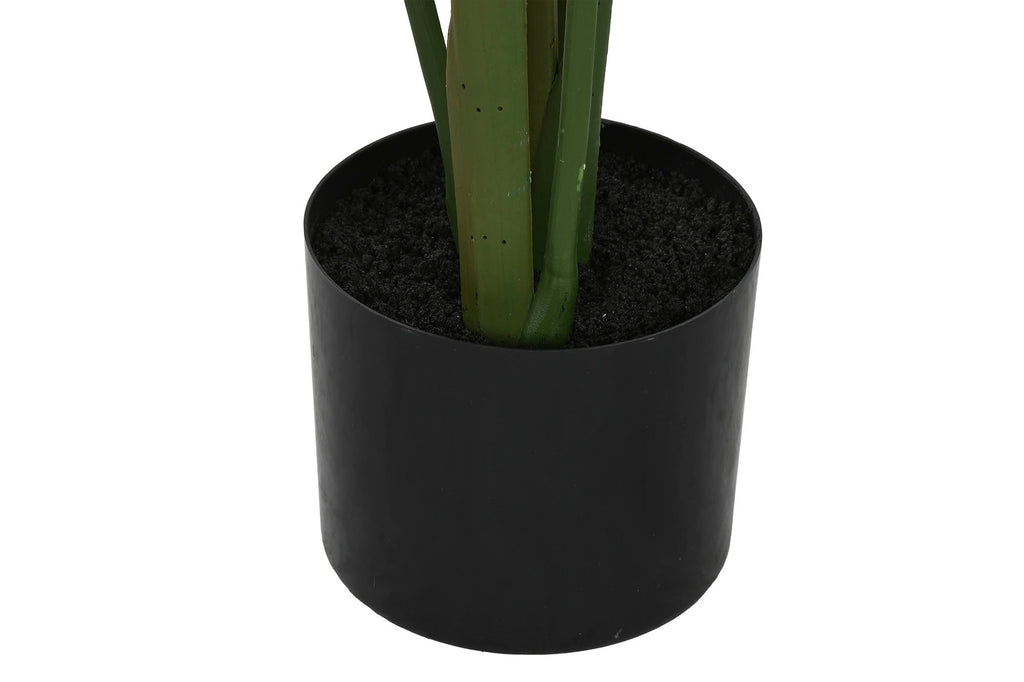 PACK DE 2 PLANTA PE 50X50X160 MARANTA VERDE