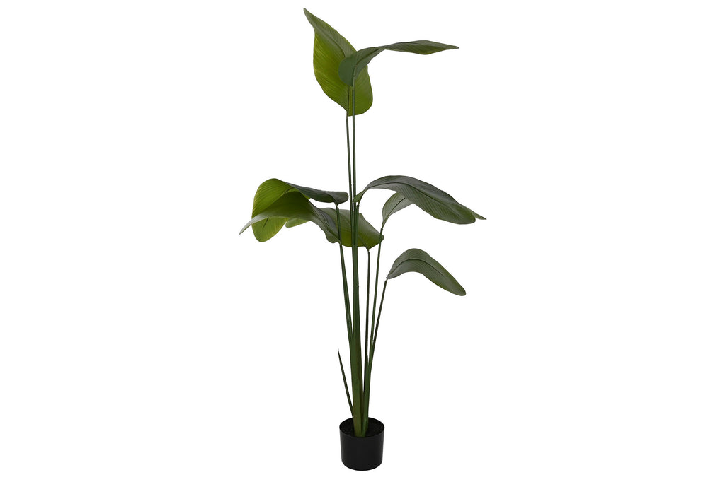 PACK DE 2 PLANTA PE 50X50X160 MARANTA VERDE