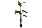 PACK DE 2 PLANTA PE 50X50X160 MARANTA VERDE