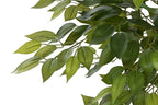 PACK DE 2 ARBOL PE 75X75X150 FICUS VERDE