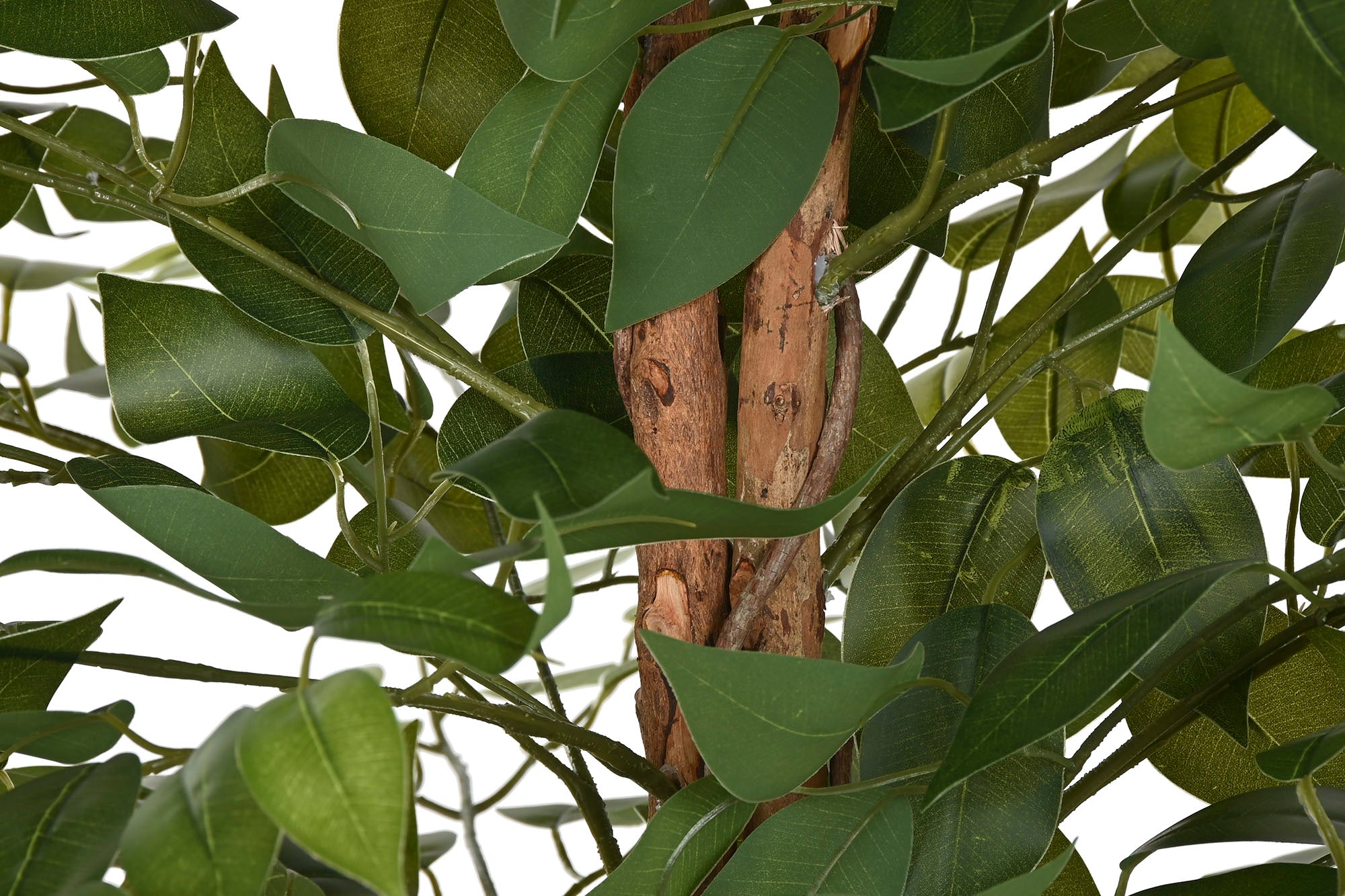 PACK DE 2 ARBOL PE 75X75X150 FICUS VERDE