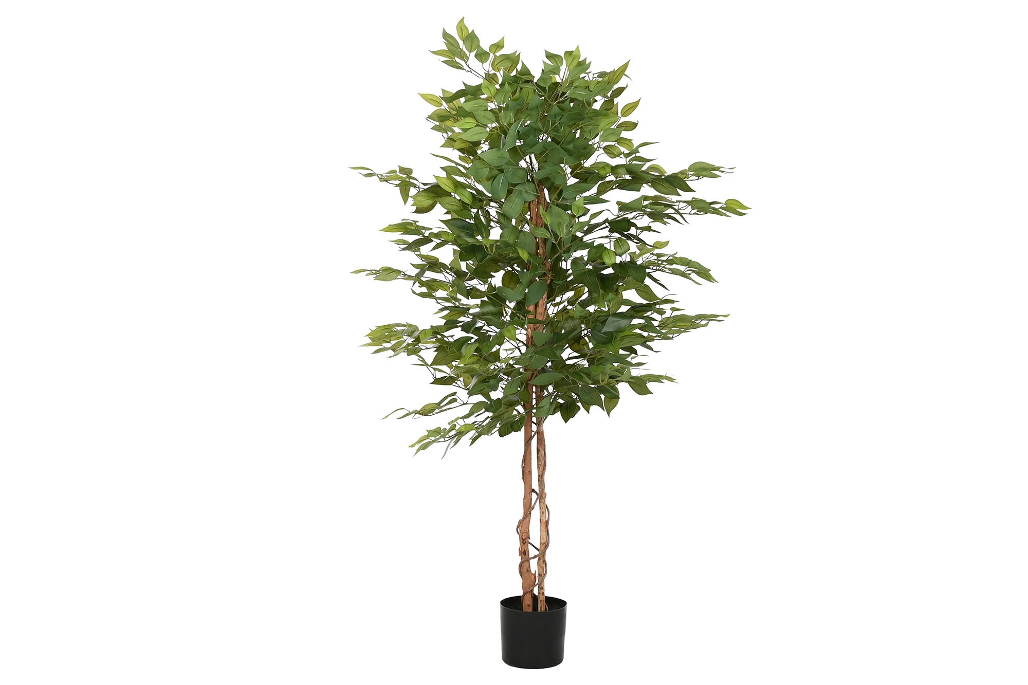 PACK DE 2 ARBOL PE 75X75X150 FICUS VERDE
