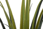 PLANTA PE 45X45X100 AGAVE VERDE - Imagen 2