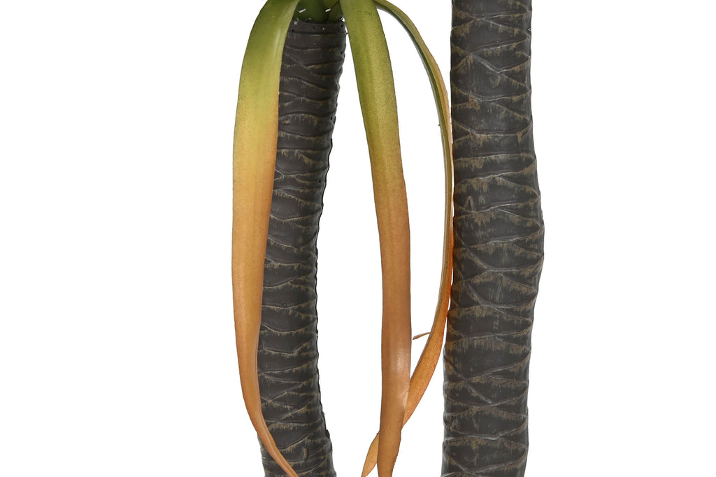 PACK DE 2 PLANTA PE 50X50X150 AGAVE CENTURY VERDE