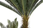PLANTA PE 80X80X170 SAGO CYCAS VERDE