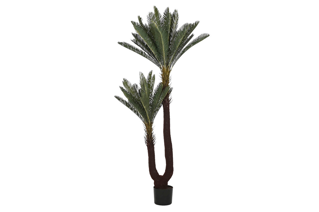 PLANTA PE 80X80X170 SAGO CYCAS VERDE