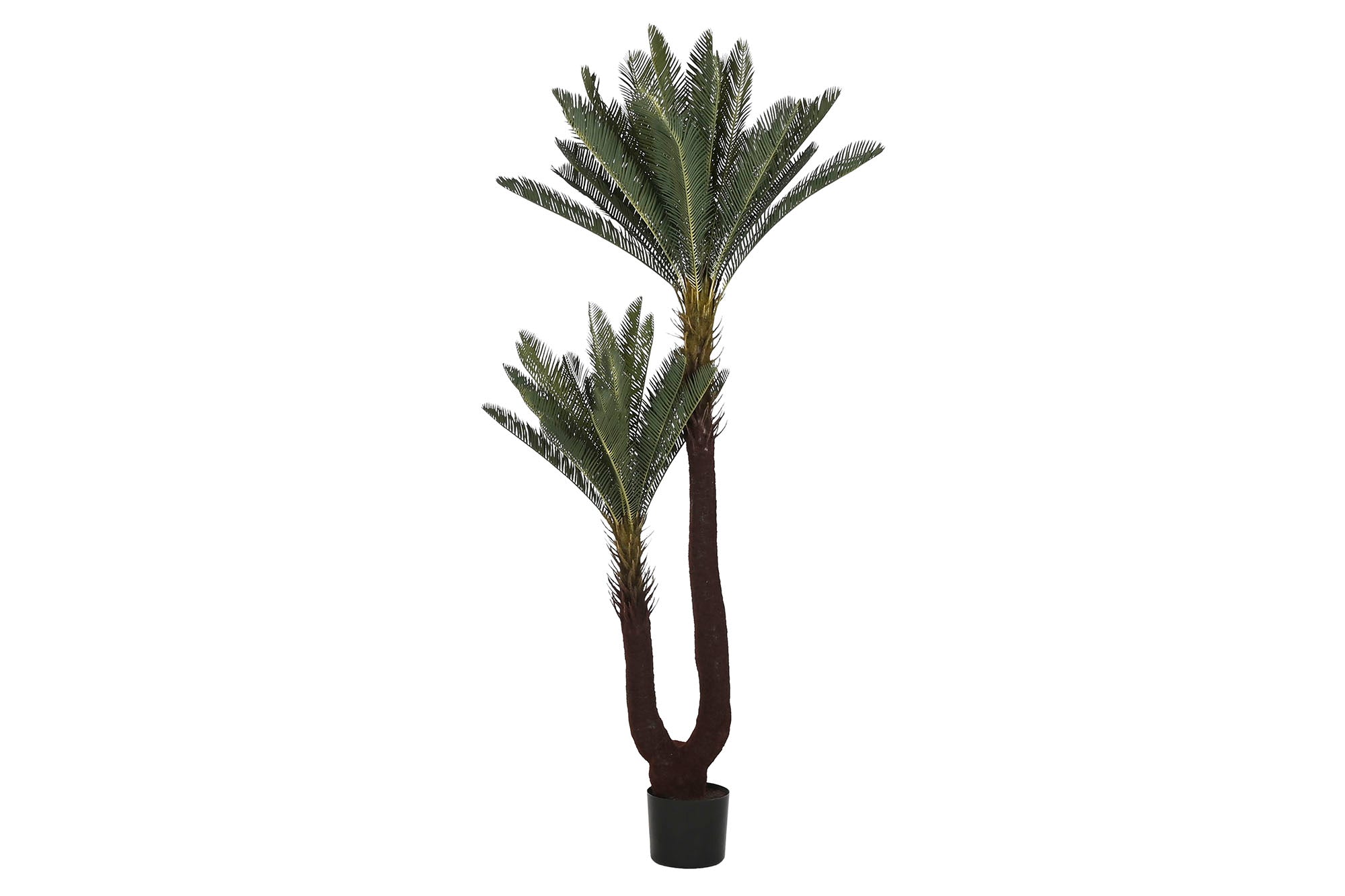 PLANTA PE 80X80X170 SAGO CYCAS VERDE