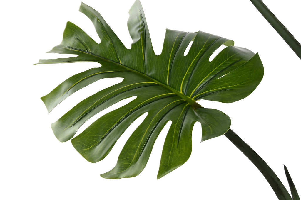 PACK DE 2 PLANTA PE 60X60X170 MONSTERA VERDE