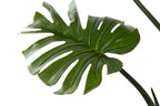 PACK DE 2 PLANTA PE 60X60X170 MONSTERA VERDE