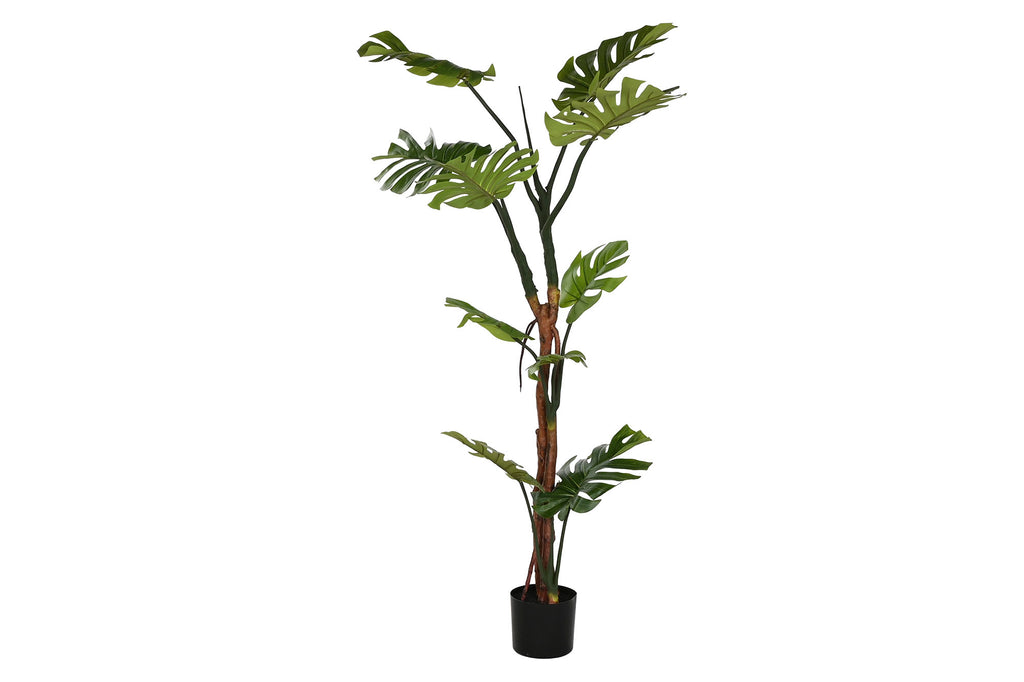 PACK DE 2 PLANTA PE 60X60X170 MONSTERA VERDE