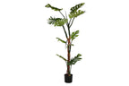 PACK DE 2 PLANTA PE 60X60X170 MONSTERA VERDE