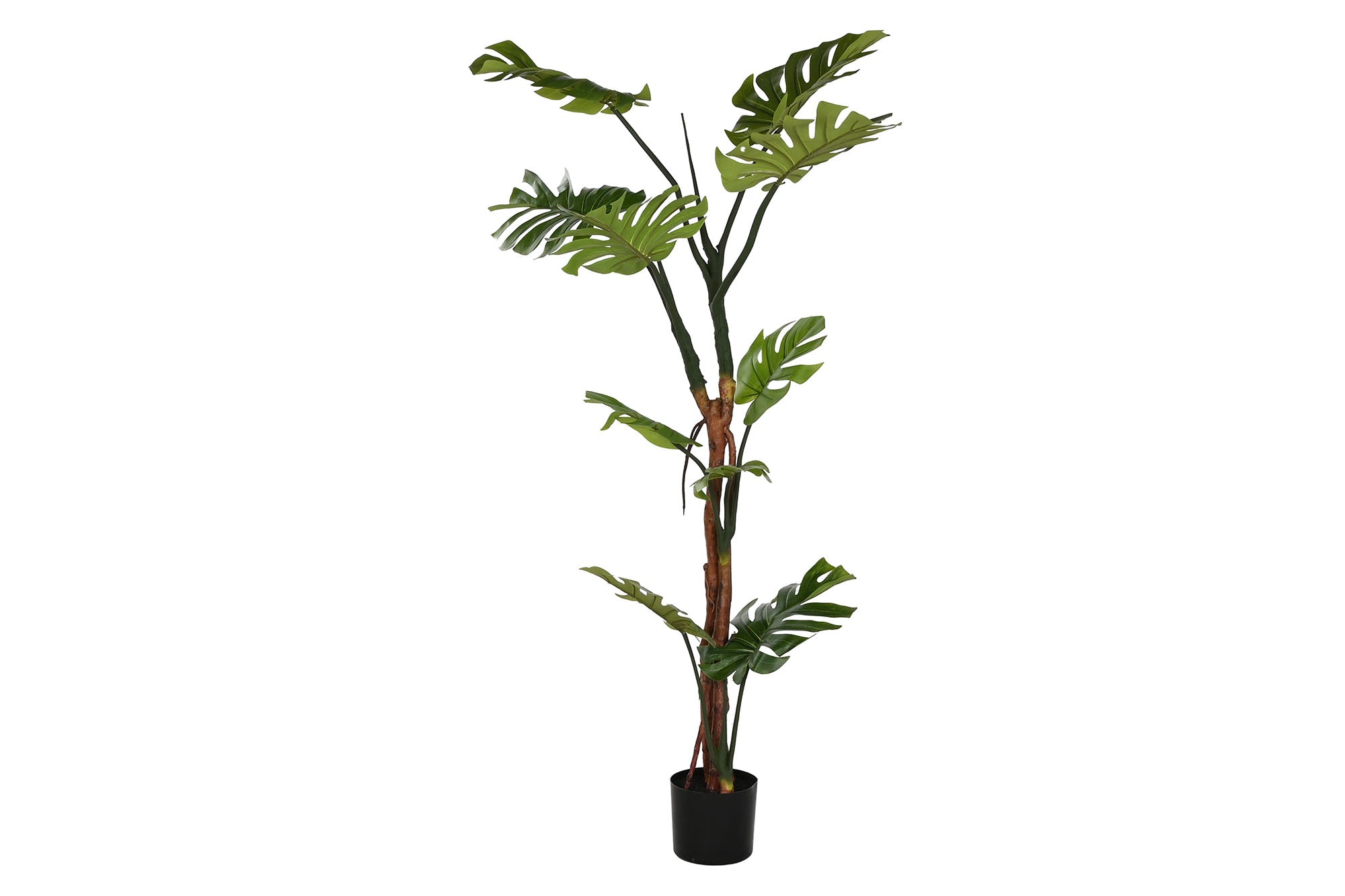PACK DE 2 PLANTA PE 60X60X170 MONSTERA VERDE