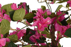 PLANTA PE 80X80X150 BUGANVILLA FUCSIA