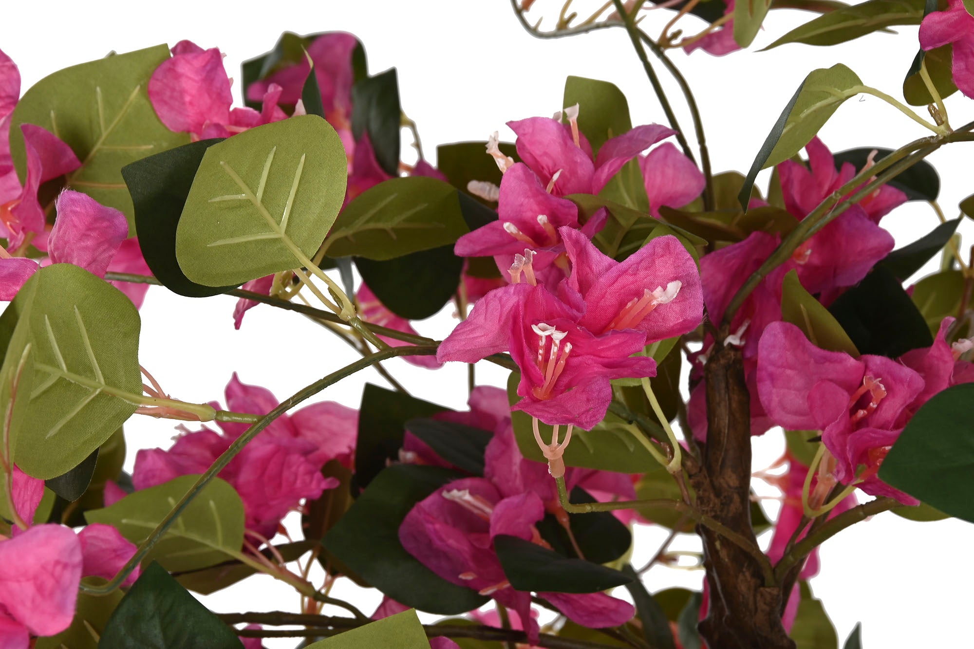 PLANTA PE 80X80X150 BUGANVILLA FUCSIA