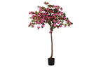 PLANTA PE 80X80X150 BUGANVILLA FUCSIA