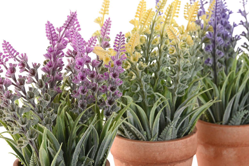 PACK DE 12 PLANTA PE FIBRA 10X10X21 LAVANDA 3 SURT.