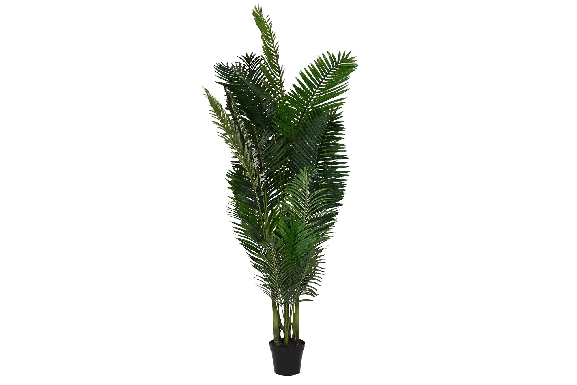 PACK DE 2 PLANTA PE 100X100X220 ARECA VERDE