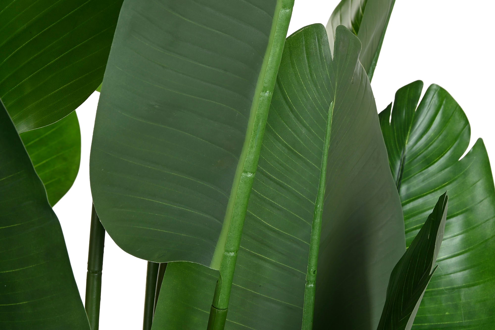 PACK DE 2 PLANTA PE 100X100X210 STRELITZIA VERDE