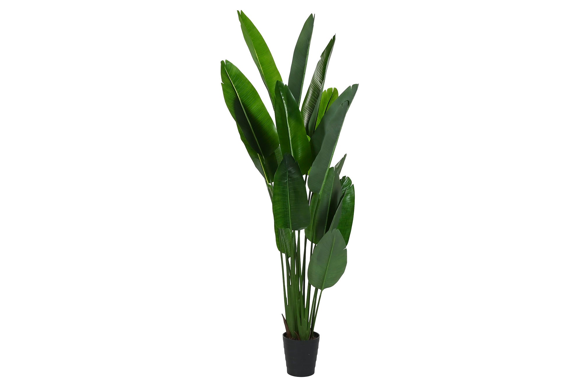 PACK DE 2 PLANTA PE 100X100X210 STRELITZIA VERDE