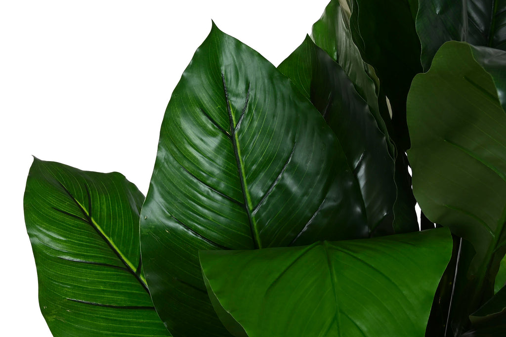 PLANTA PE 80X80X180 SPATHE VERDE