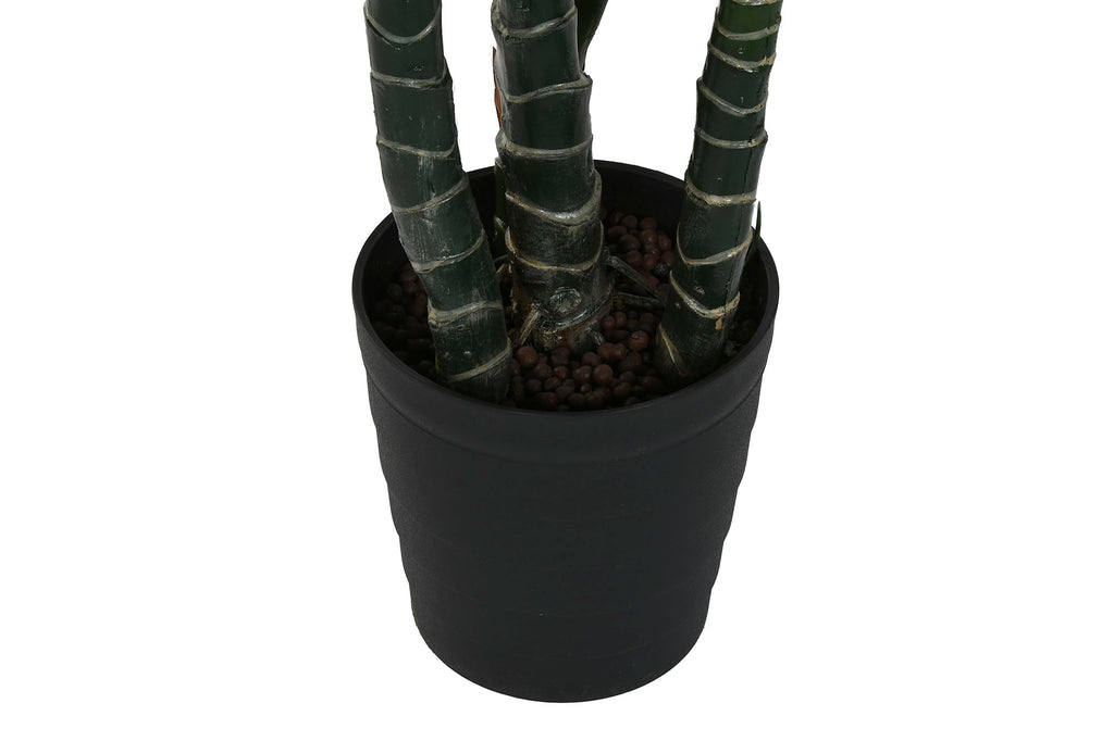 PLANTA PE 80X80X180 SPATHE VERDE