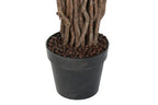 PACK DE 2 PLANTA PE 100X100X180 FICUS VERDE