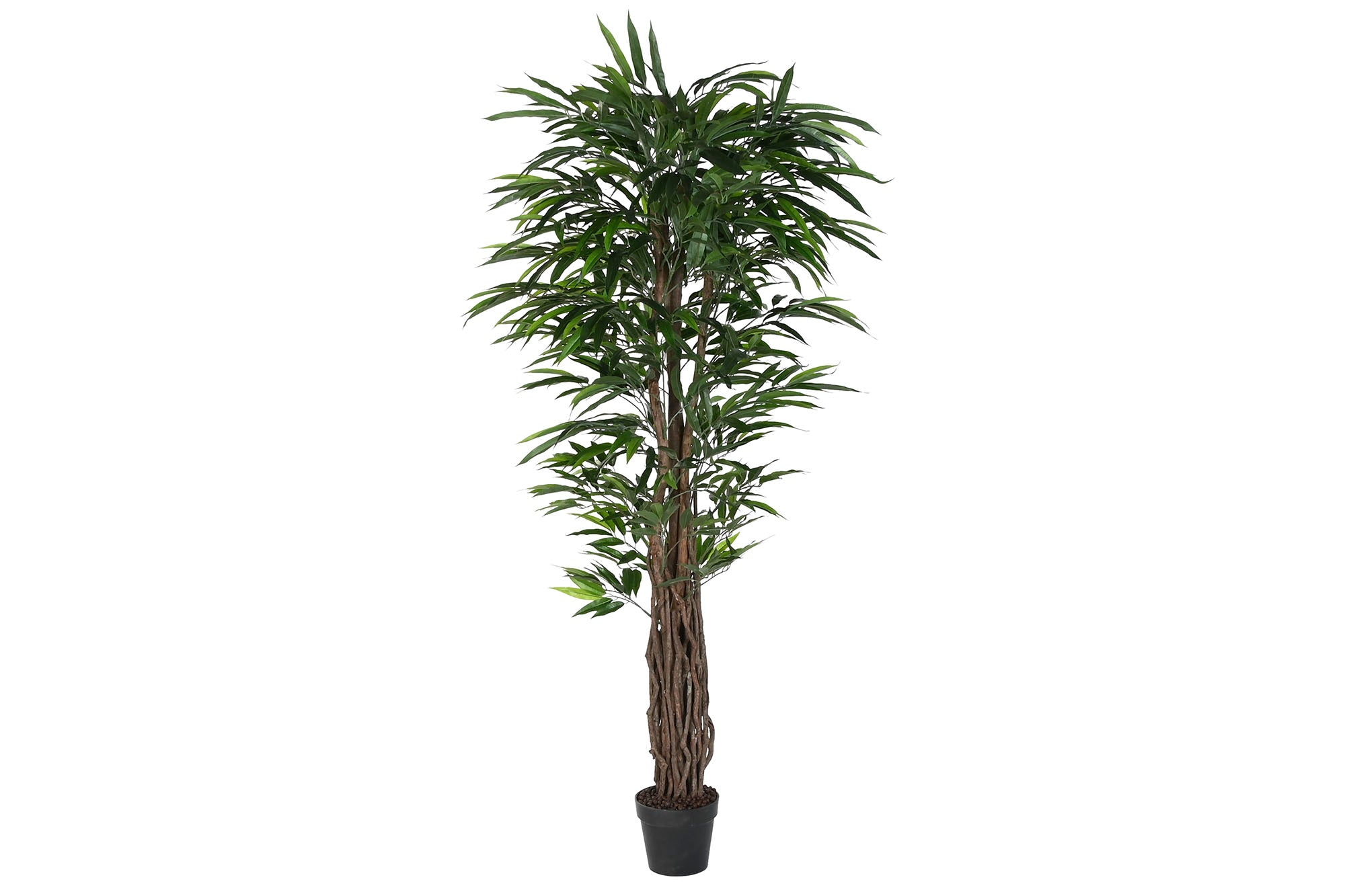 PACK DE 2 PLANTA PE 100X100X180 FICUS VERDE
