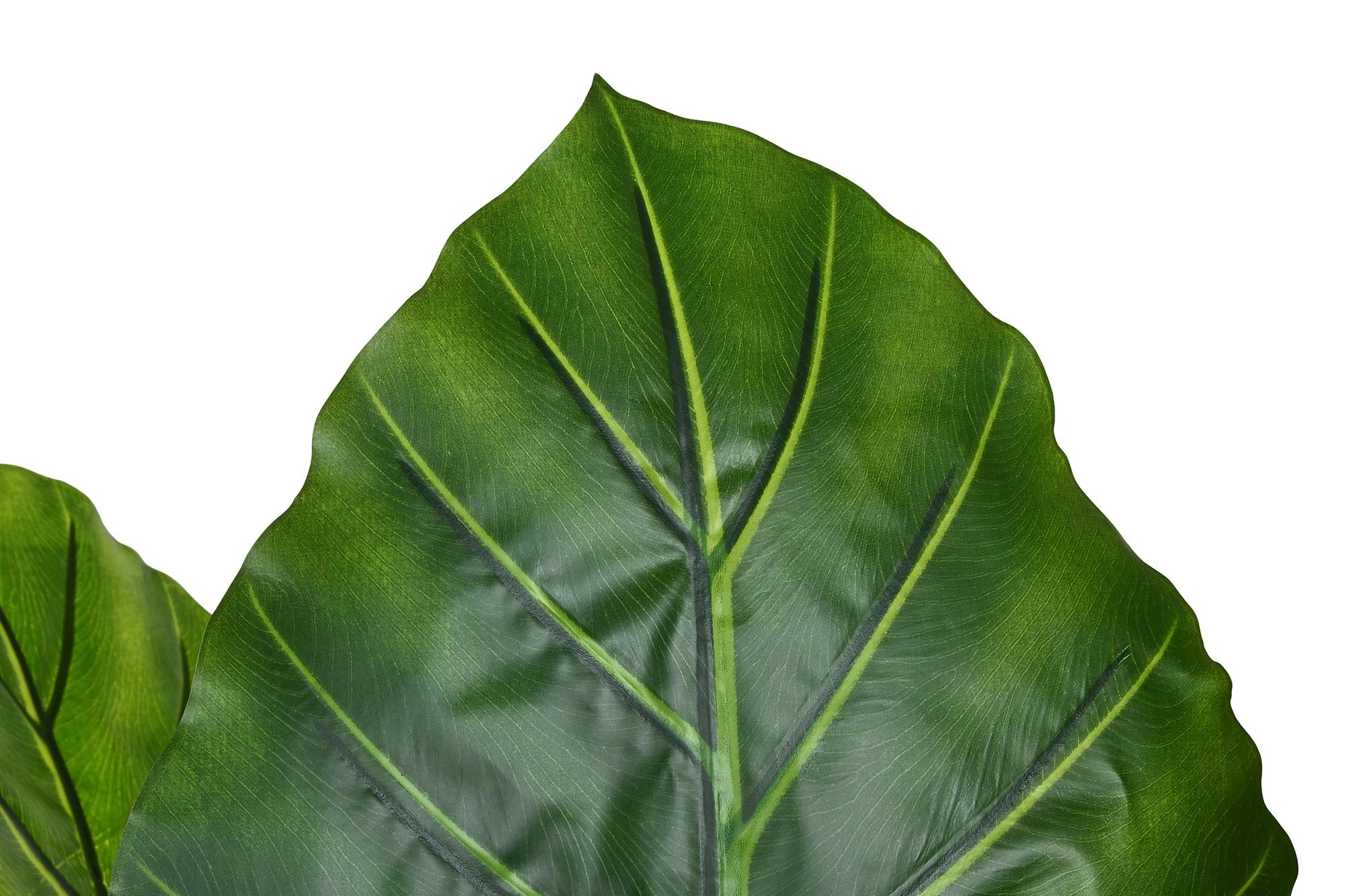 PLANTA PE 80X80X180 TARO VERDE