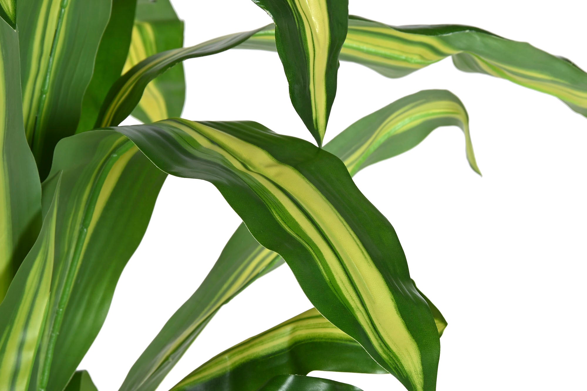 PACK DE 2 PLANTA PE 80X80X150 DRACAENA VERDE