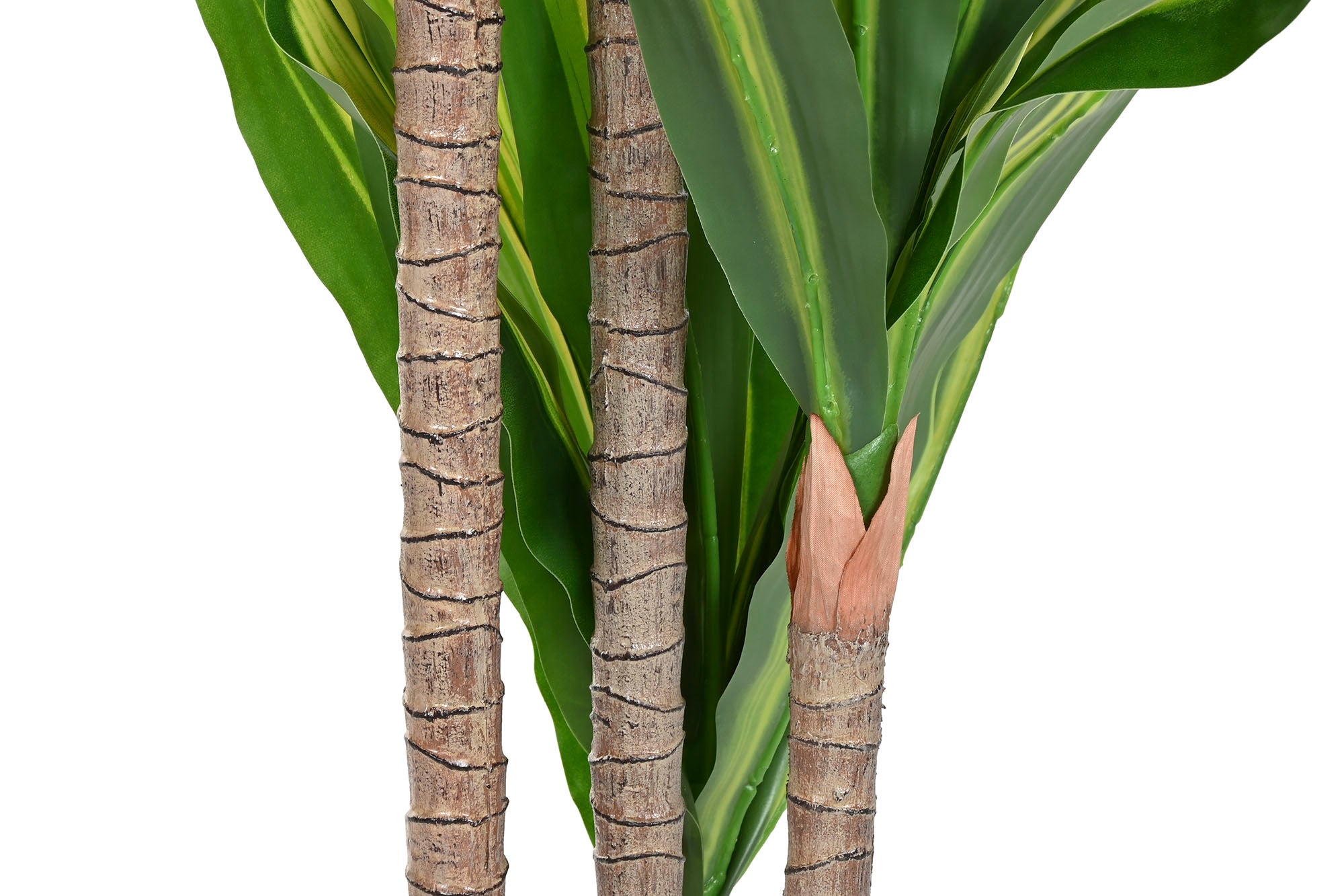 PACK DE 2 PLANTA PE 80X80X150 DRACAENA VERDE