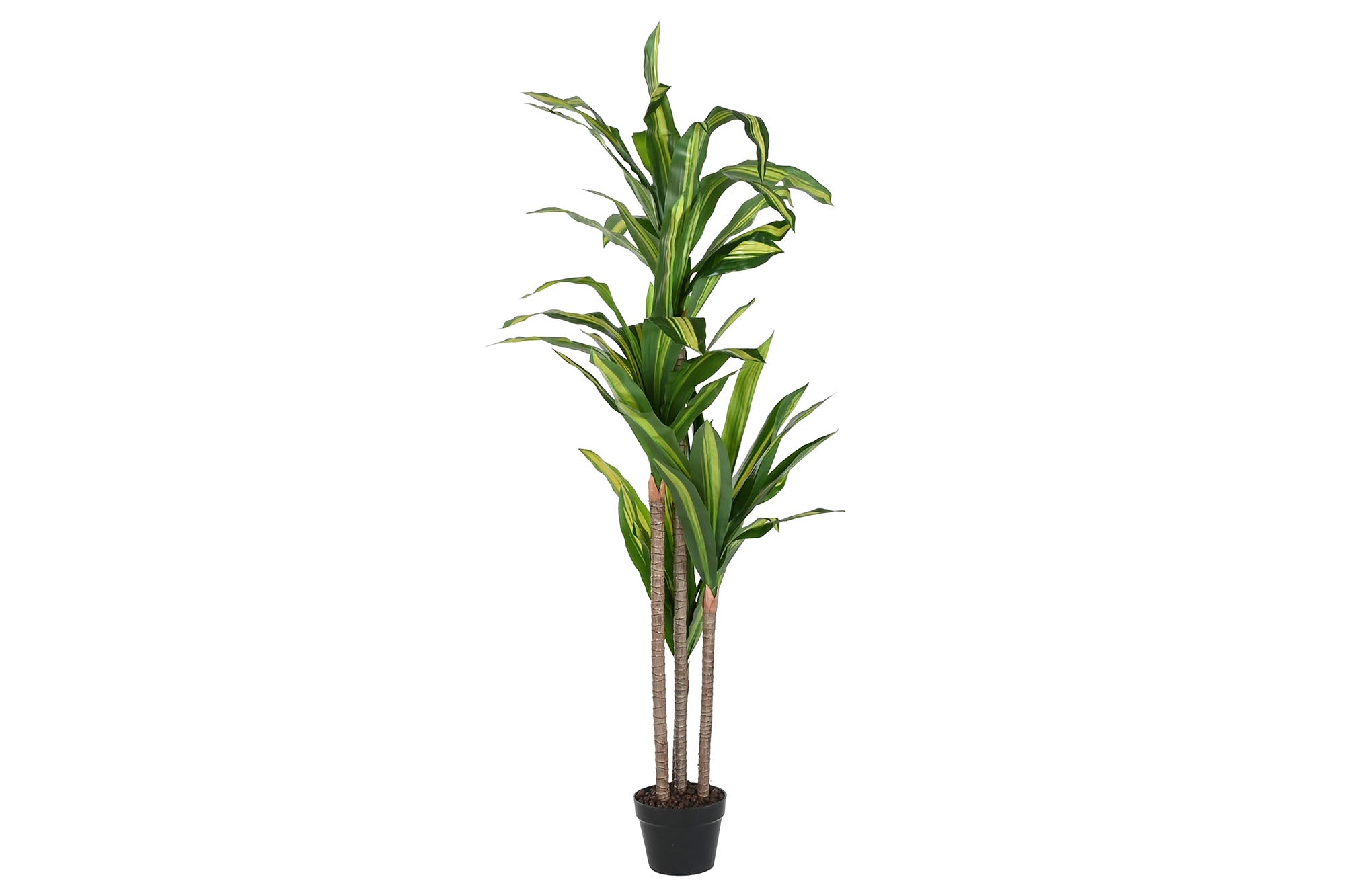 PACK DE 2 PLANTA PE 80X80X150 DRACAENA VERDE