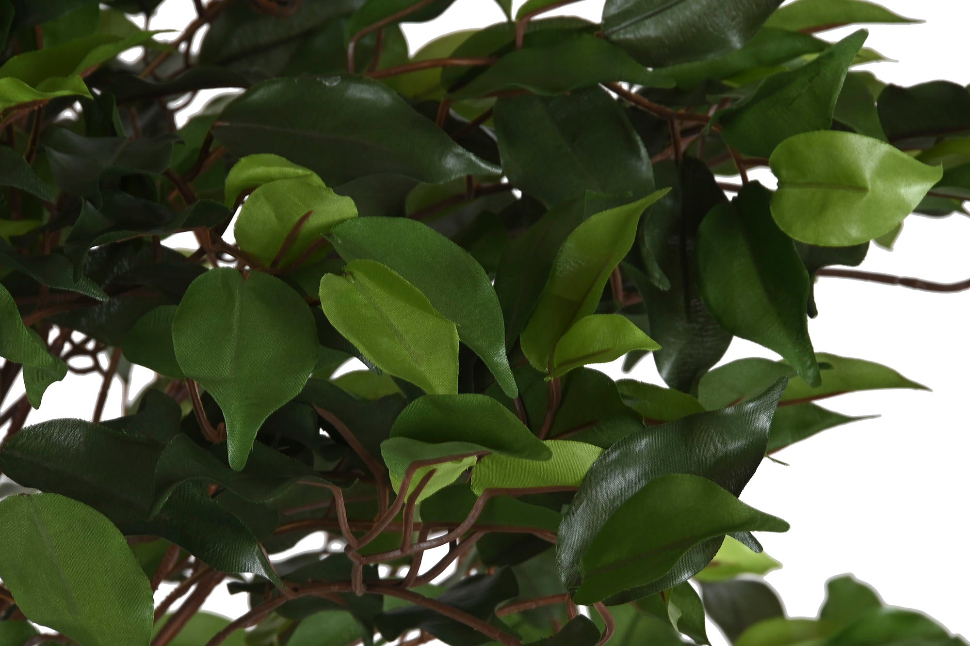 PACK DE 2 PLANTA PE MADERA 80X80X150 FICUS VERDE